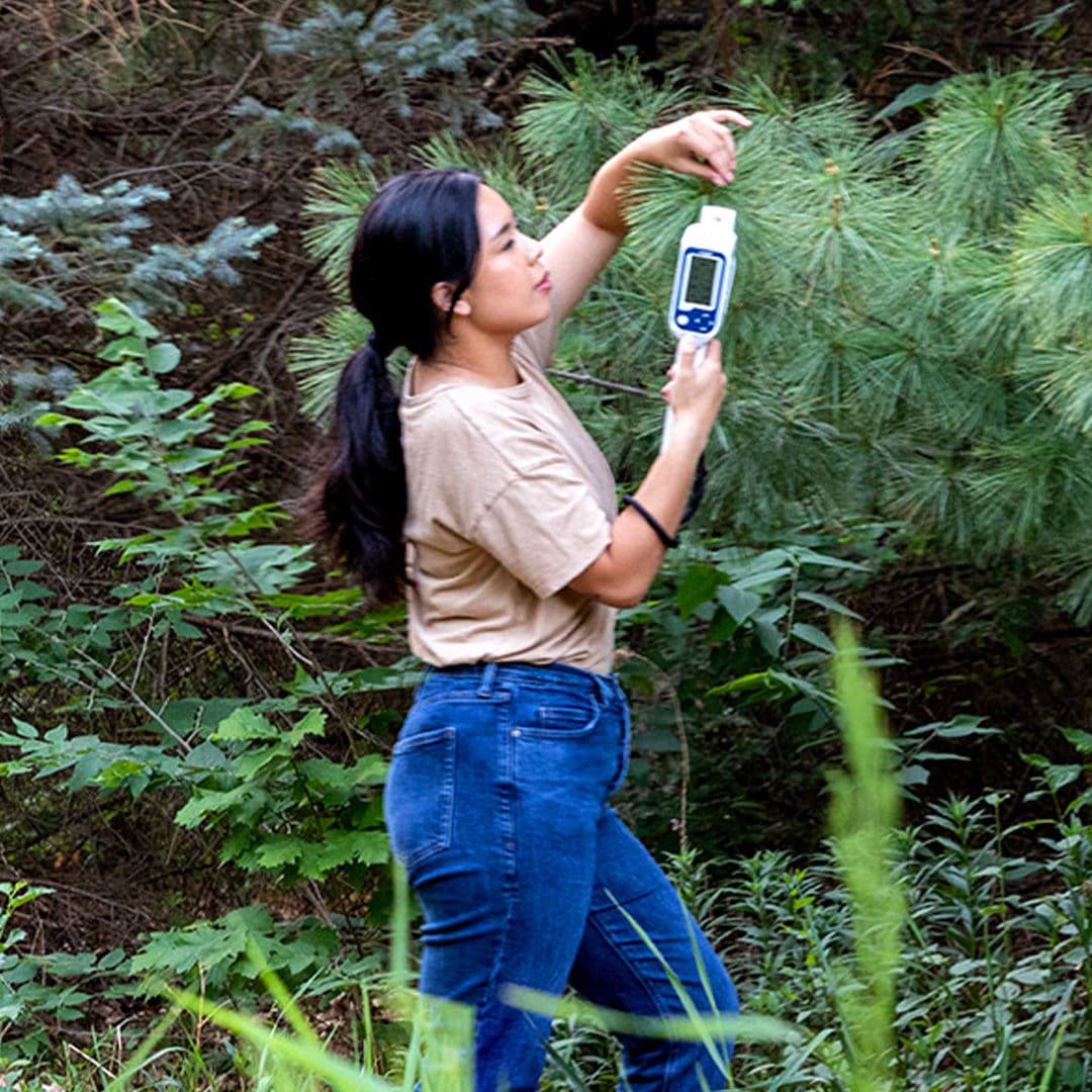 measuring a pine tree with a LI-600N