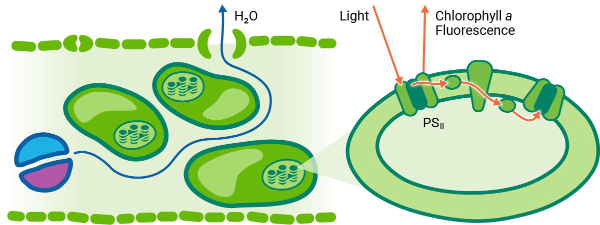 diagram showing how conductance and fluoresence in a single leaf